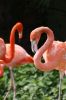 Zoo67.jpg